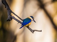 205 - AZURE KING FISHER - MEDDINGS ROSE - australia